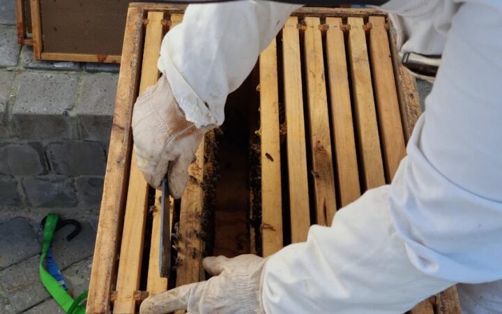 The Quirky World of Urban Beekeeping in 2026: A Buzzing Trend You Need to Know About