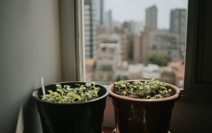 The 2026 Renaissance of Indoor Gardens: Bringing Nature Back to Urban Living Spaces