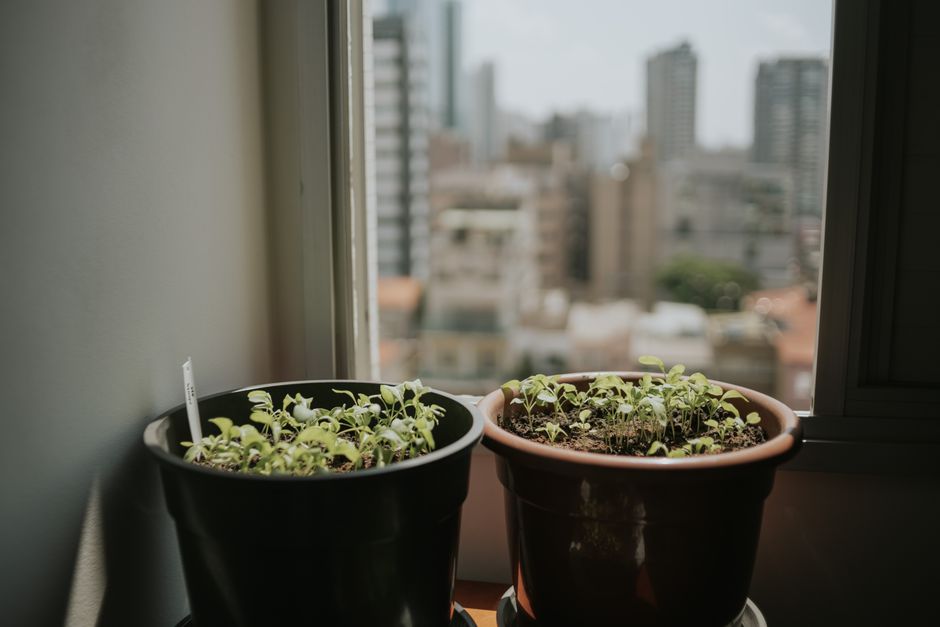 The 2026 Renaissance of Indoor Gardens: Bringing Nature Back to Urban Living Spaces